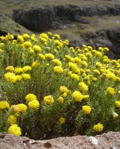 Helichrysum trilineatum green leaves and many flowerheads